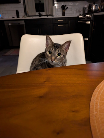 Photo of Phoebe sitting at table